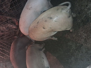Vind porci duroc si marele alb greutate de la 120kg.in sus - imagine 3