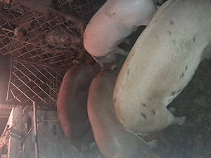 Vind porci duroc si marele alb greutate de la 120kg.in sus