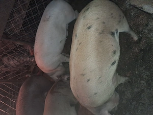 Vind porci duroc si marele alb greutate de la 120kg.in sus - imagine 4