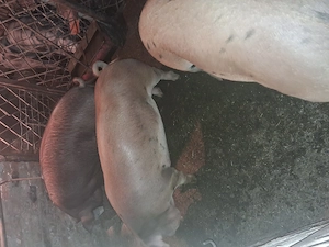 Vind porci duroc si marele alb greutate de la 120kg.in sus - imagine 5