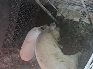 Vind porci duroc si marele alb greutate de la 120kg.in sus - imagine 2