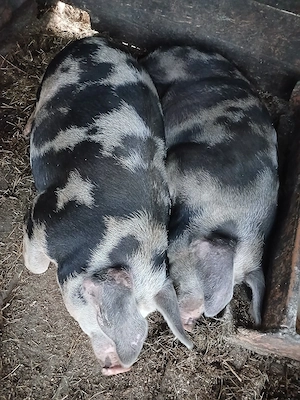 Porci de taiat - imagine 2