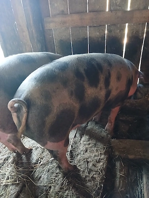 Porci de taiat