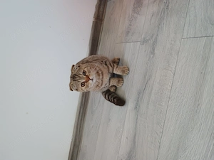 Tabby Red Orange  București  - imagine 2