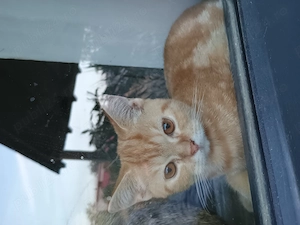 Tabby Red Orange  București  - imagine 4