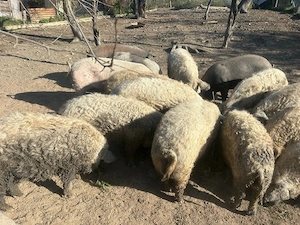 Porci mangalita de vanzare 