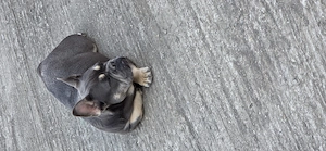Buldog francez ...... - imagine 2