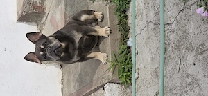 Buldog francez ...... - imagine 4
