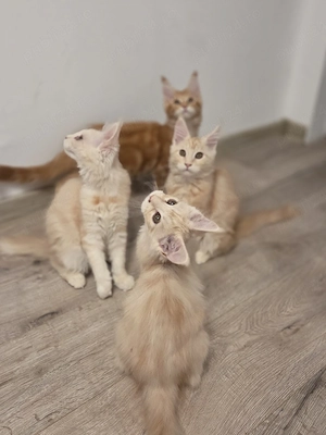 Vând pisici maine coon, născute pe 12.07.2026, talie XL. Detalii în privat. 