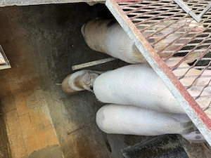 Porci de vânzare 