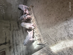 Vând porci rasa pura belgian petran. 