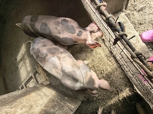 Vând porci rasa pura belgian petran.  - imagine 3