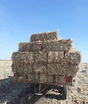 Vând baloți coceni 8 lei 