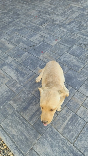 Catelusa labrador - imagine 2