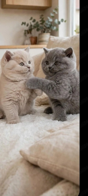 British Shorthair!!!