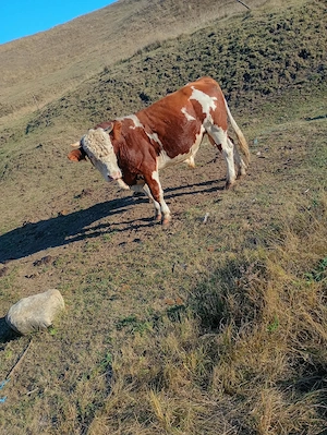 Vand Taur de vaca!