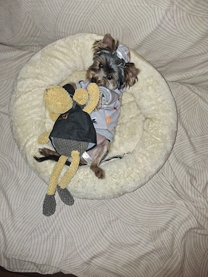 cațeluș yorki