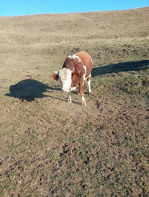 Vand Taur de vaca! - imagine 2