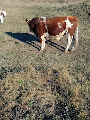 Vand Taur de vaca! - imagine 4