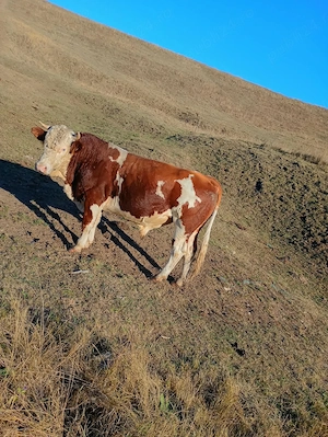 Vand Taur de vaca! - imagine 3