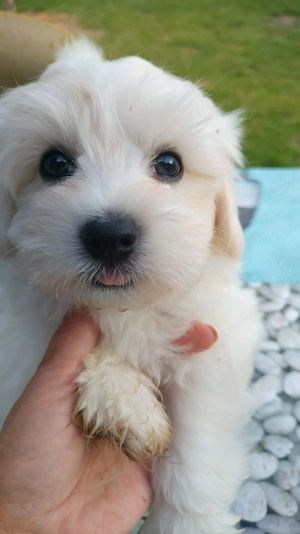 Bichon maltez 