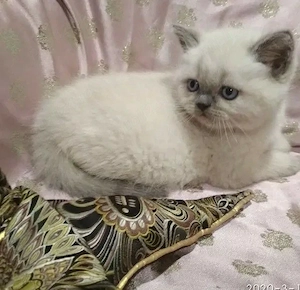 british shorthair blue point,asigur transport!