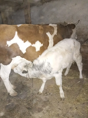 Vând vaci cu vitei lângă ele