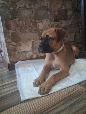 Vamd cățelușa boxer german