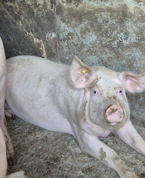 porci pt crăciun 