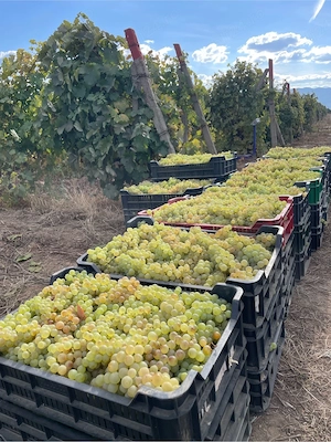  Struguri de masa- Ceasla (Chasselas)