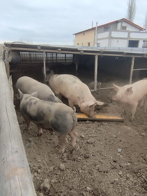 vand porci