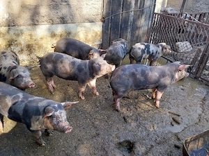 vand porci - imagine 5