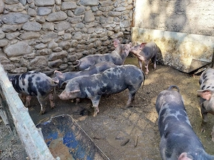vand porci - imagine 2