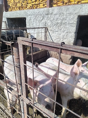 Grasuni de vanzare O 