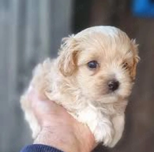 Puiuț Bichon Havanez   o adevărată jucărie vie!