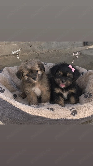 Bichoni havanezi talie mică 