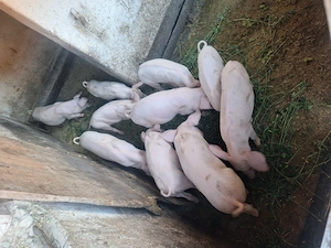 Purcei de vănzare