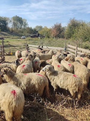 Oi de tăiat de vânzare 