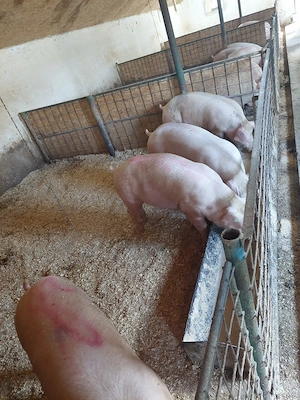 porci de vanzare