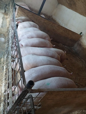 porci de vanzare - imagine 5