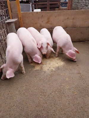 Vând purceluși de 8 săptămâni, 4 băieți si o fată castrați 