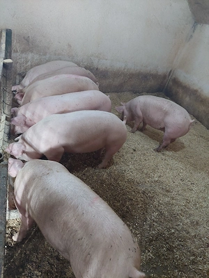 porci de vanzare - imagine 3