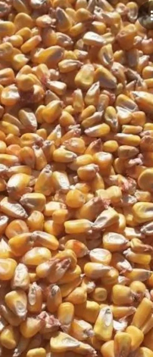 Porumb boabe de vanzare pret 1.1 lei kilogramul