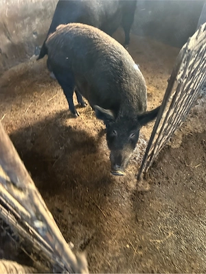 porci mangalita cu mistret 