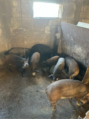 porci mangalita cu mistret  - imagine 3
