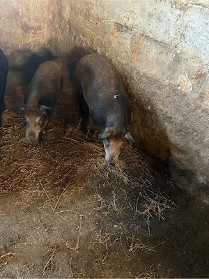 porci mangalita cu mistret  - imagine 4