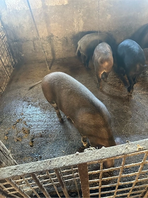porci mangalita cu mistret  - imagine 2