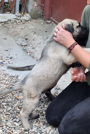 catei kangal de vanzare - imagine 4