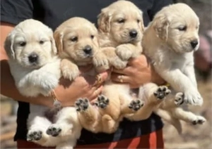 Golden Retriever 