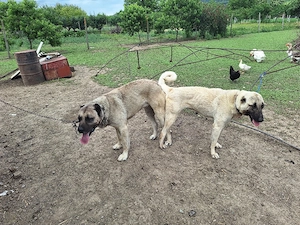 catei kangal de vanzare - imagine 5
